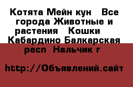 Котята Мейн кун - Все города Животные и растения » Кошки   . Кабардино-Балкарская респ.,Нальчик г.